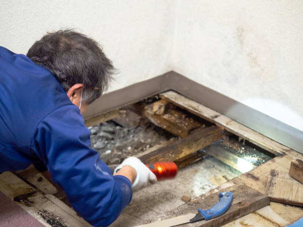 Best Emergency Mold Removal  in Sandston, VA