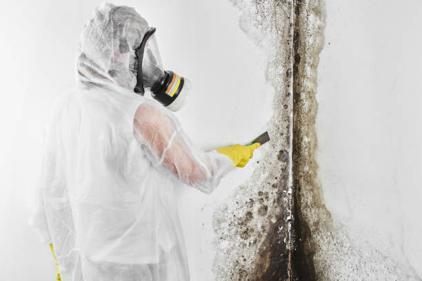 Professional Mold Removal in Sandston, VA