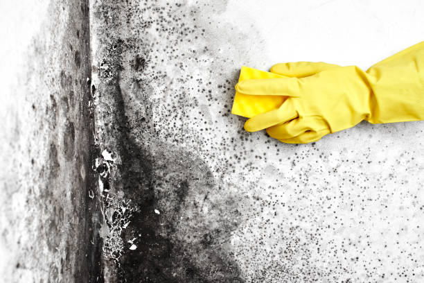 Home Mold Removal in Sandston, VA