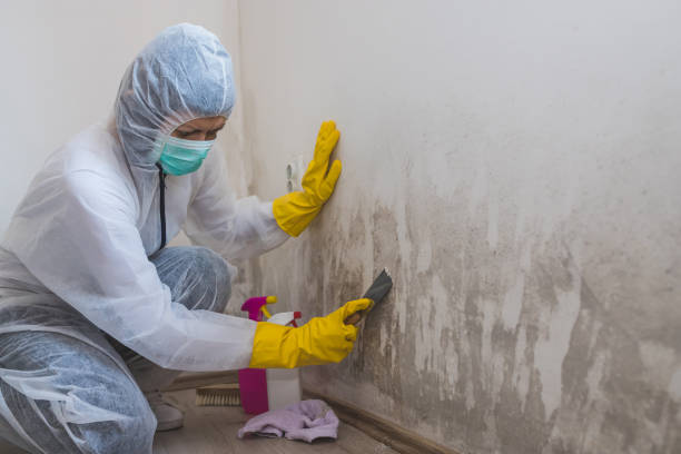 Best Best Mold Removal Companies  in Sandston, VA