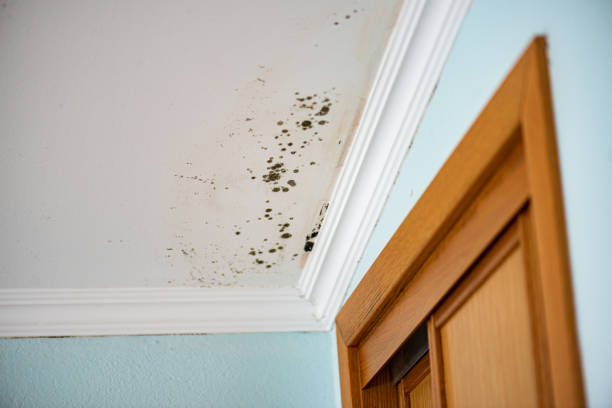 Best Mold Removal Near Me  in Sandston, VA