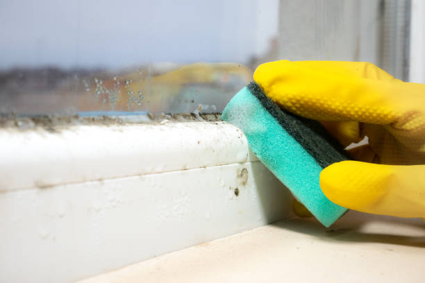 Best Mold Testing  in Sandston, VA