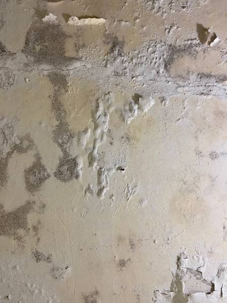 Best Local Mold Removal Service  in Sandston, VA