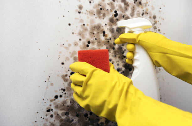 Best Mold Removal Company Near Me  in Sandston, VA