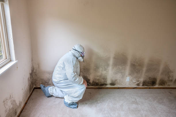 Best Attic Mold Removal  in Sandston, VA