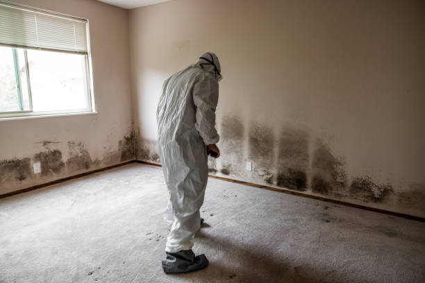 Best Best Mold Removal Companies  in Sandston, VA