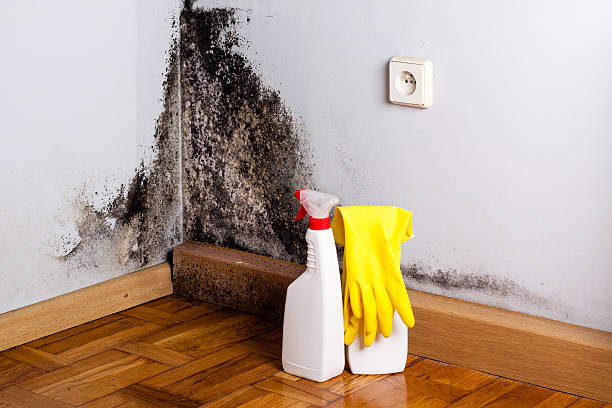 Best Mold Cleaning Services  in Sandston, VA
