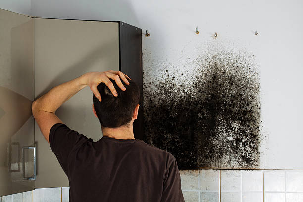 Best Mold Remediation  in Sandston, VA