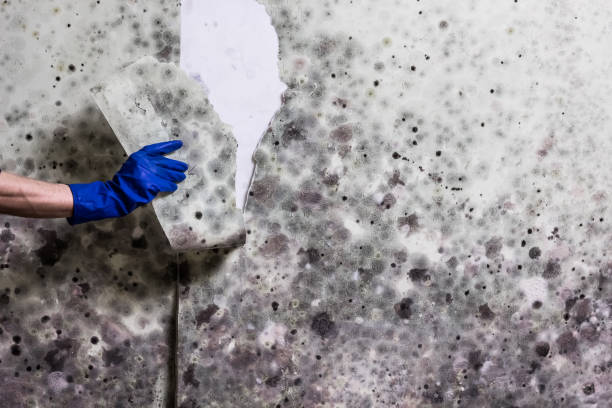 Best Residential Mold Removal  in Sandston, VA
