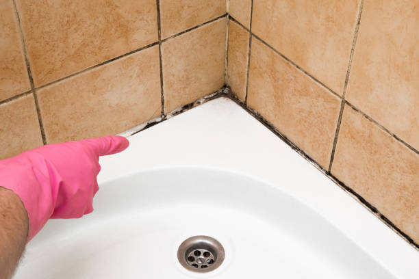 Attic Mold Removal in Sandston, VA
